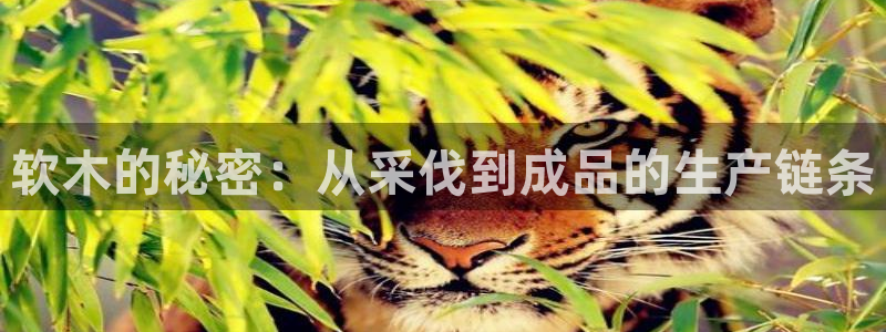 彩名堂人工计划客户端官网